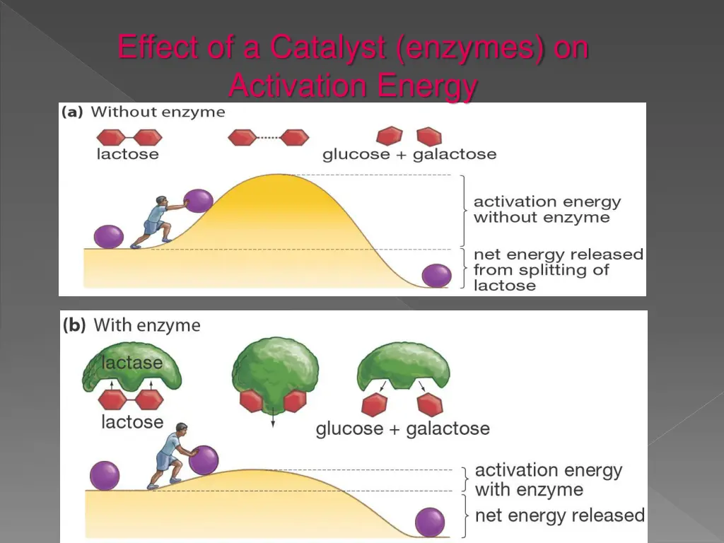 effect of a catalyst enzymes on activation energy