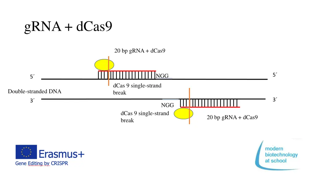 grna dcas9