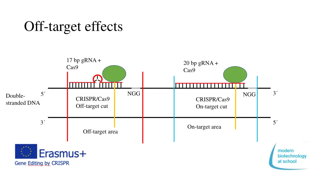 off target effects 1