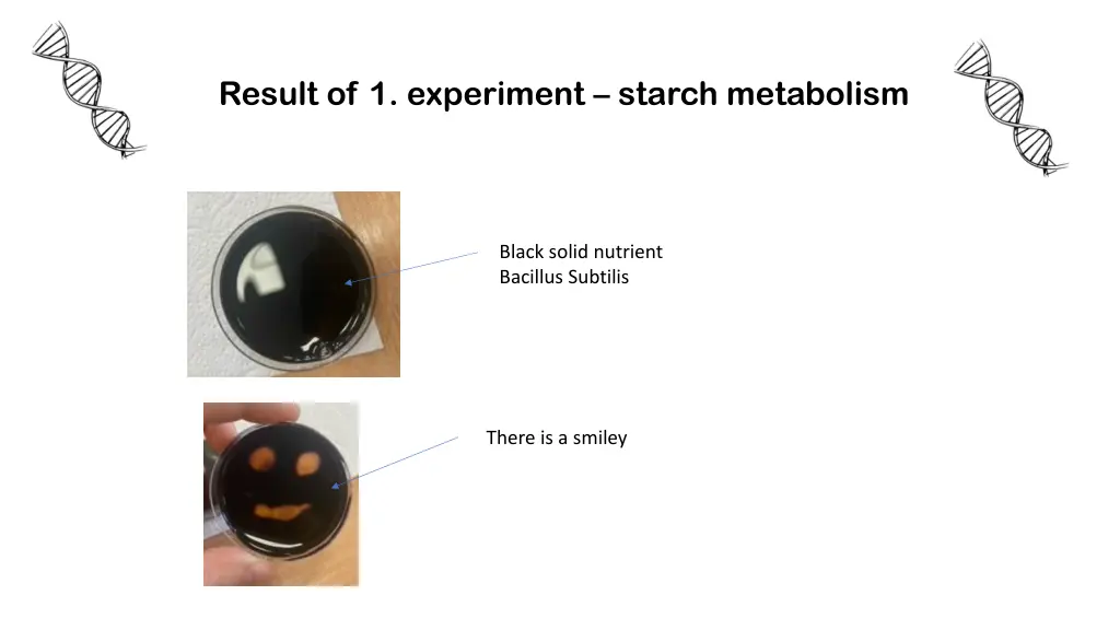 result of 1 experiment starch metabolism