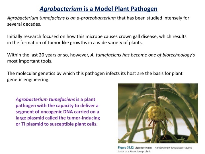 agrobacterium is a model plant pathogen