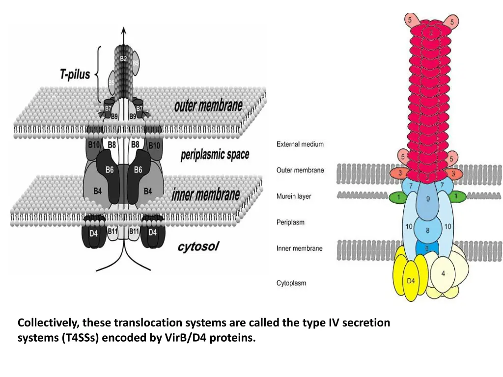 collectively these translocation systems