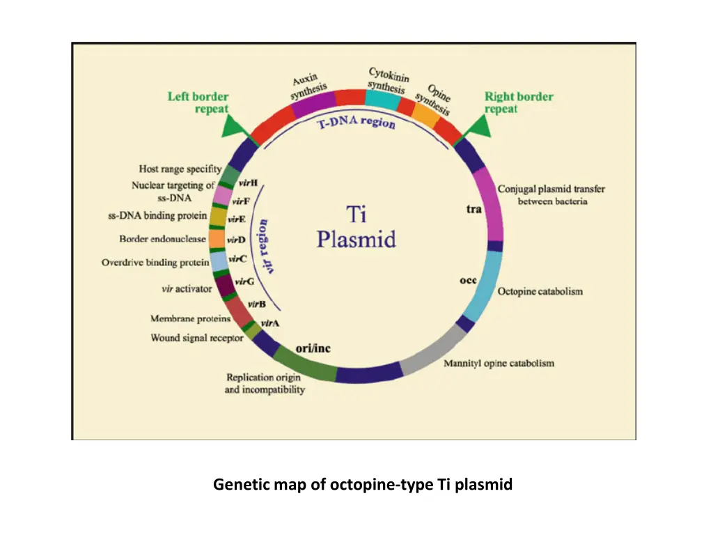 genetic map of octopine type ti plasmid