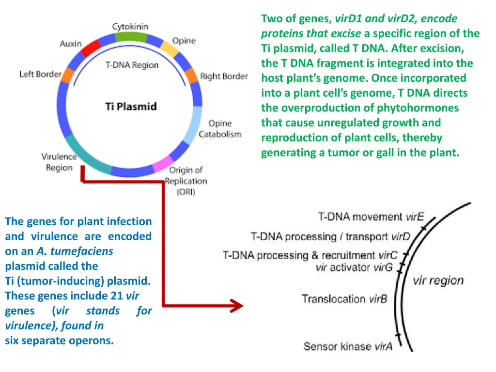 two of genes vird1 and vird2 encode proteins that