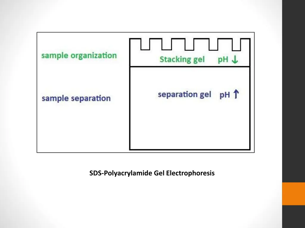sds polyacrylamide gel electrophoresis 1