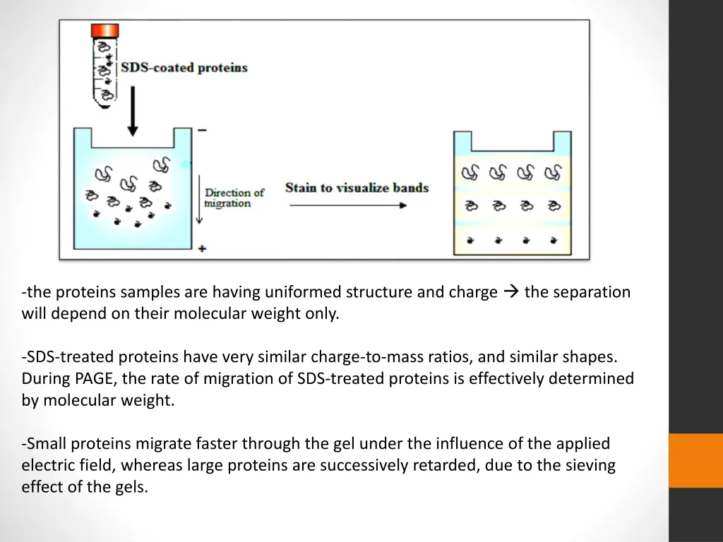 the proteins samples are having uniformed