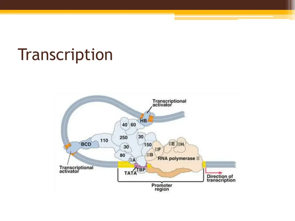 transcription