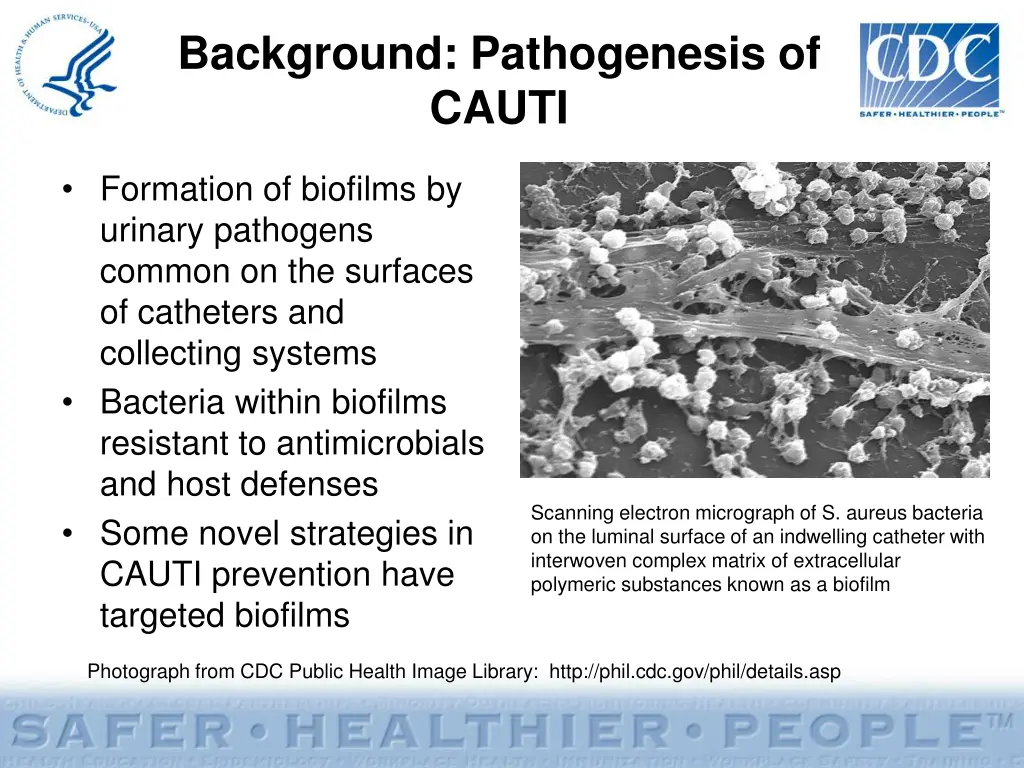 background pathogenesis of cauti 1