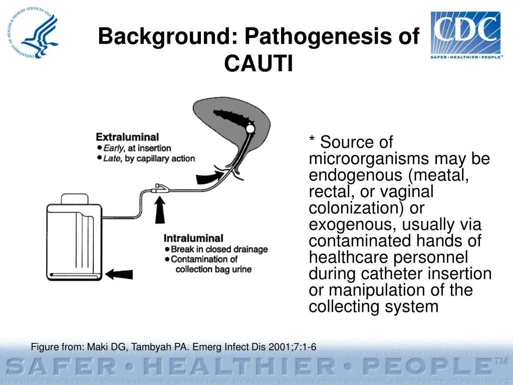 background pathogenesis of cauti