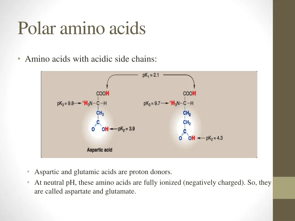 polar amino acids