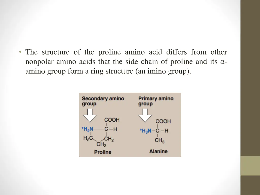 the structure of the proline amino acid differs