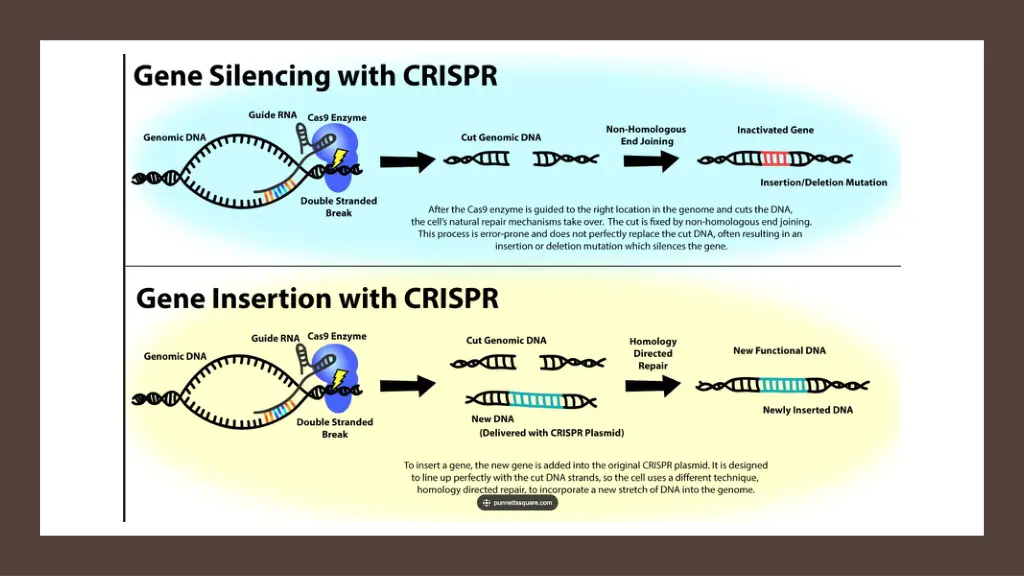 slide11