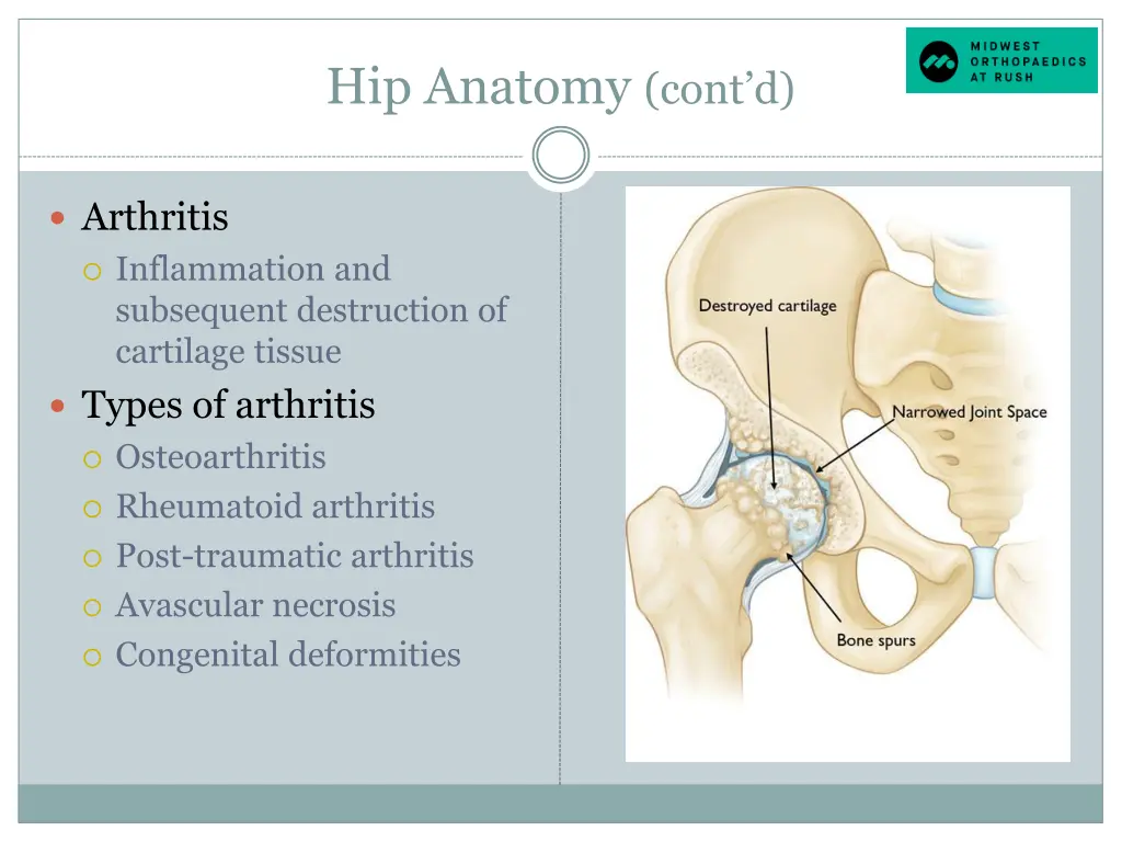 hip anatomy cont d