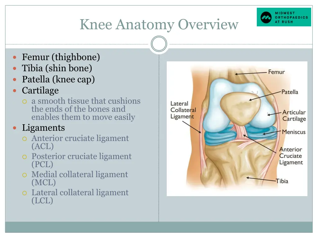 knee anatomy overview
