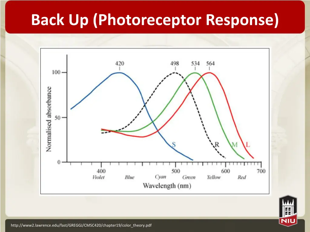 back up photoreceptor response