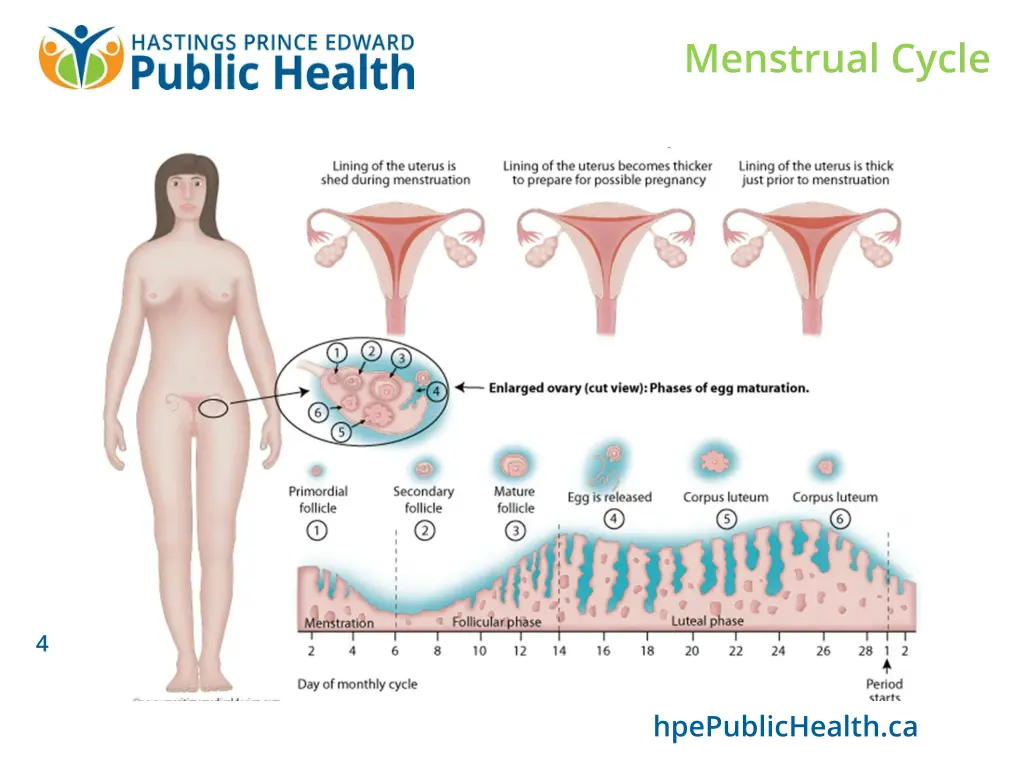 menstrual cycle