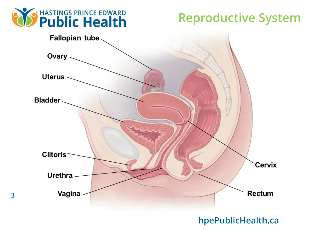 reproductive system 1