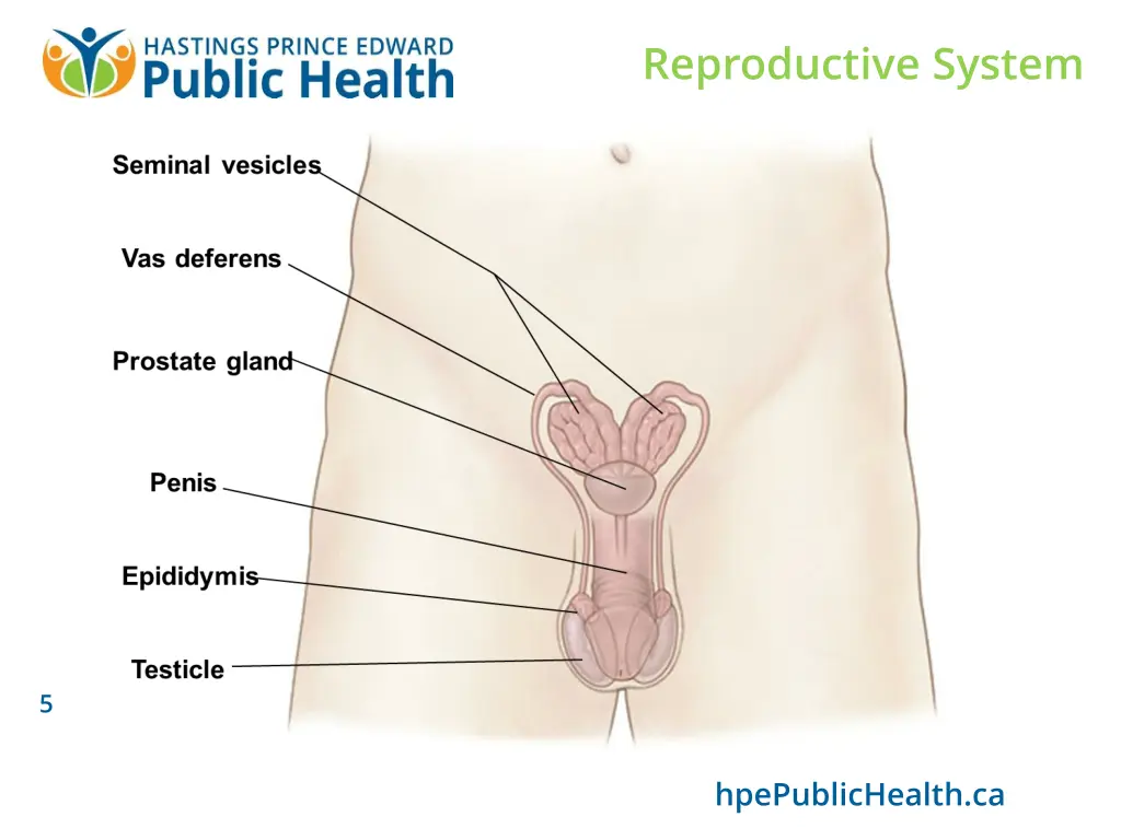 reproductive system 2