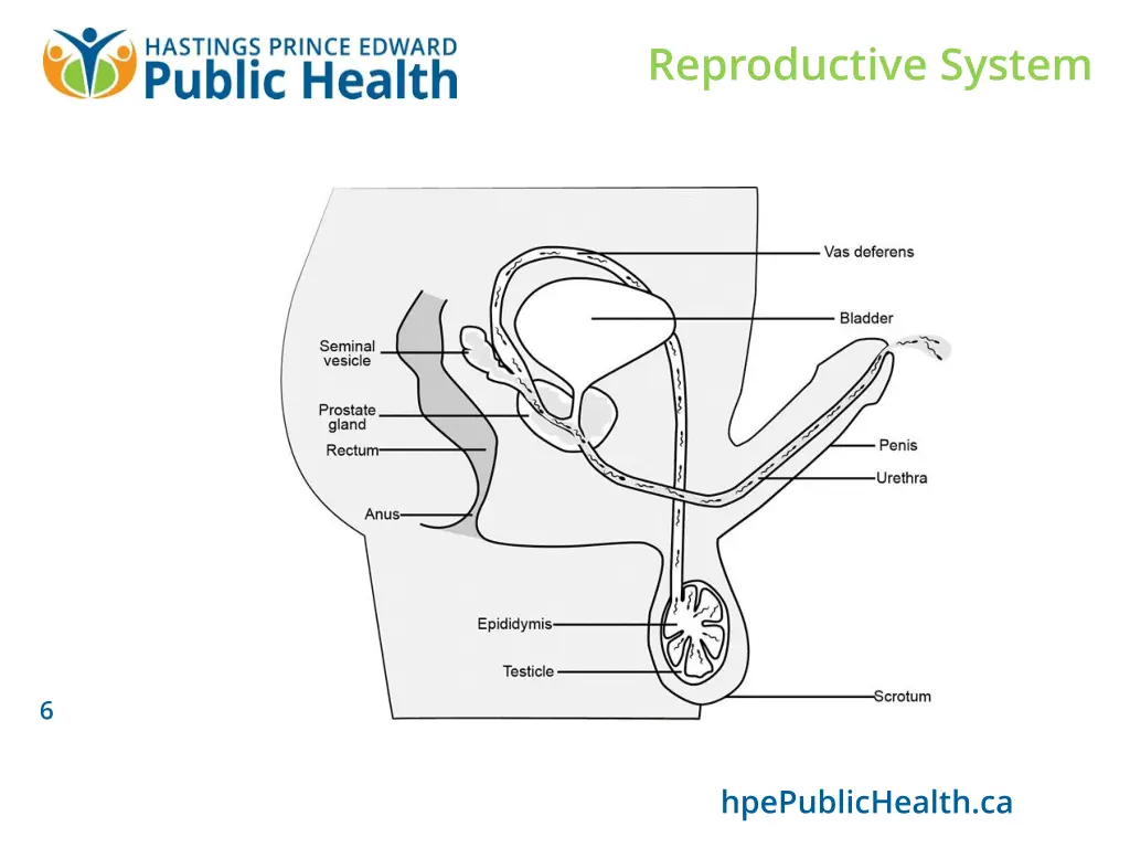 reproductive system 3