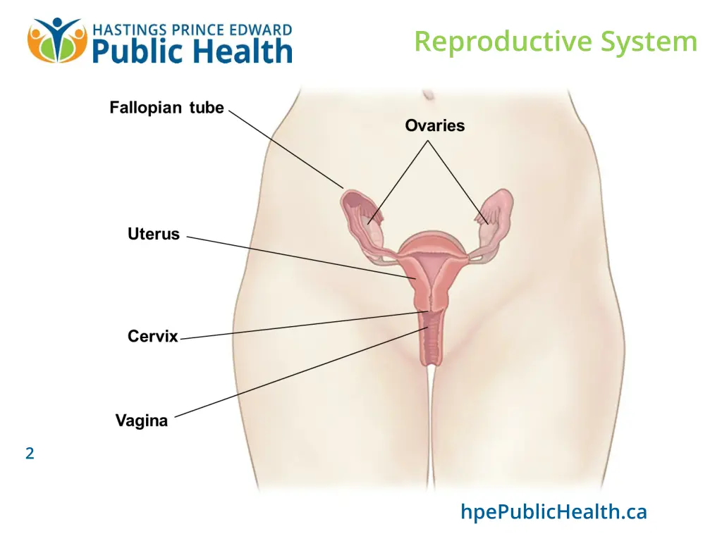 reproductive system