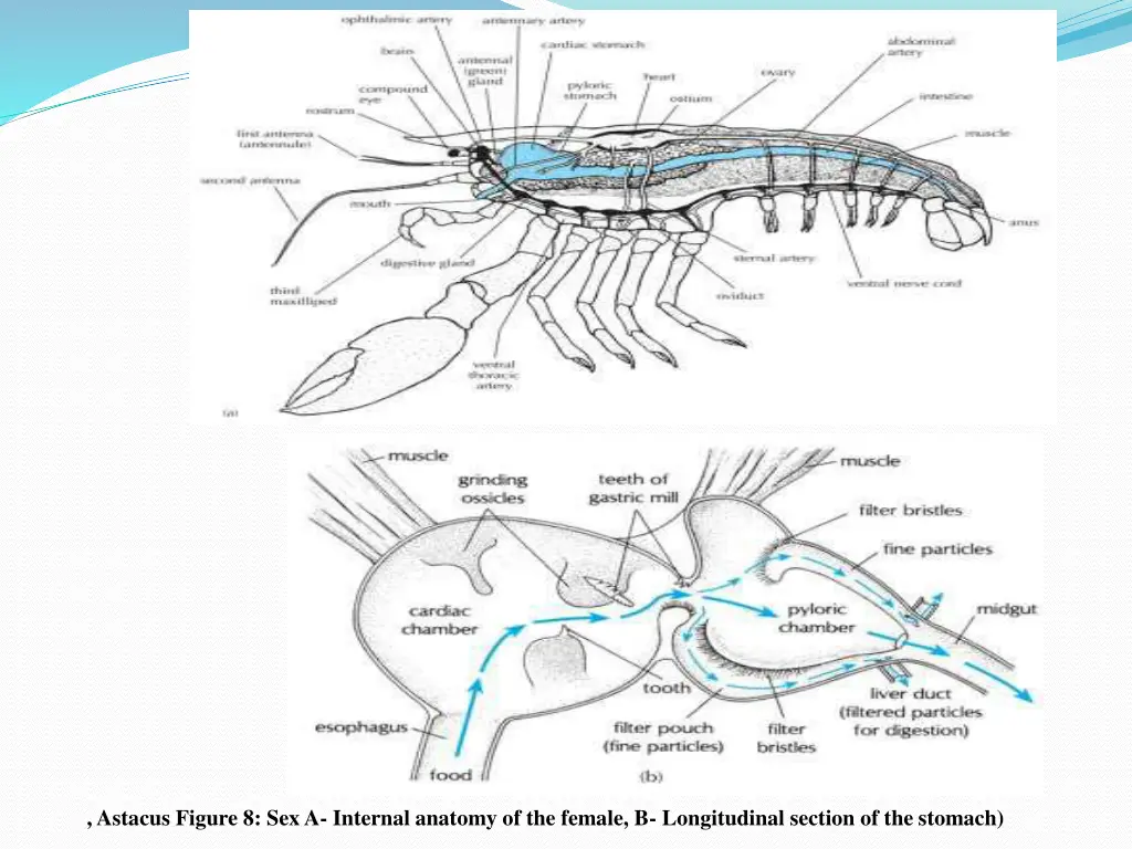 astacus figure 8 sex a internal anatomy