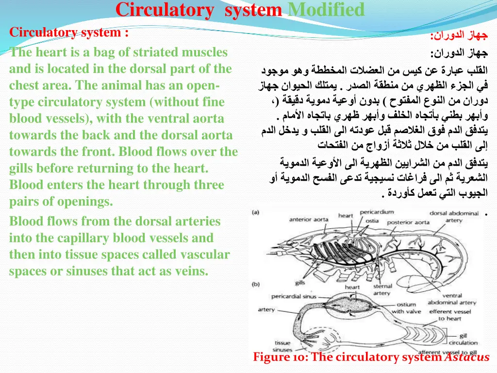 circulatory system modified circulatory system