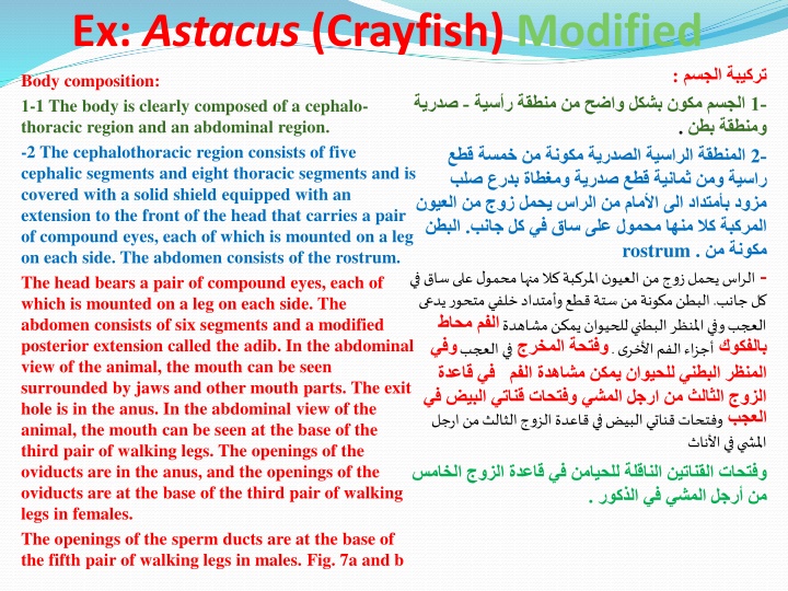 ex astacus crayfish modified