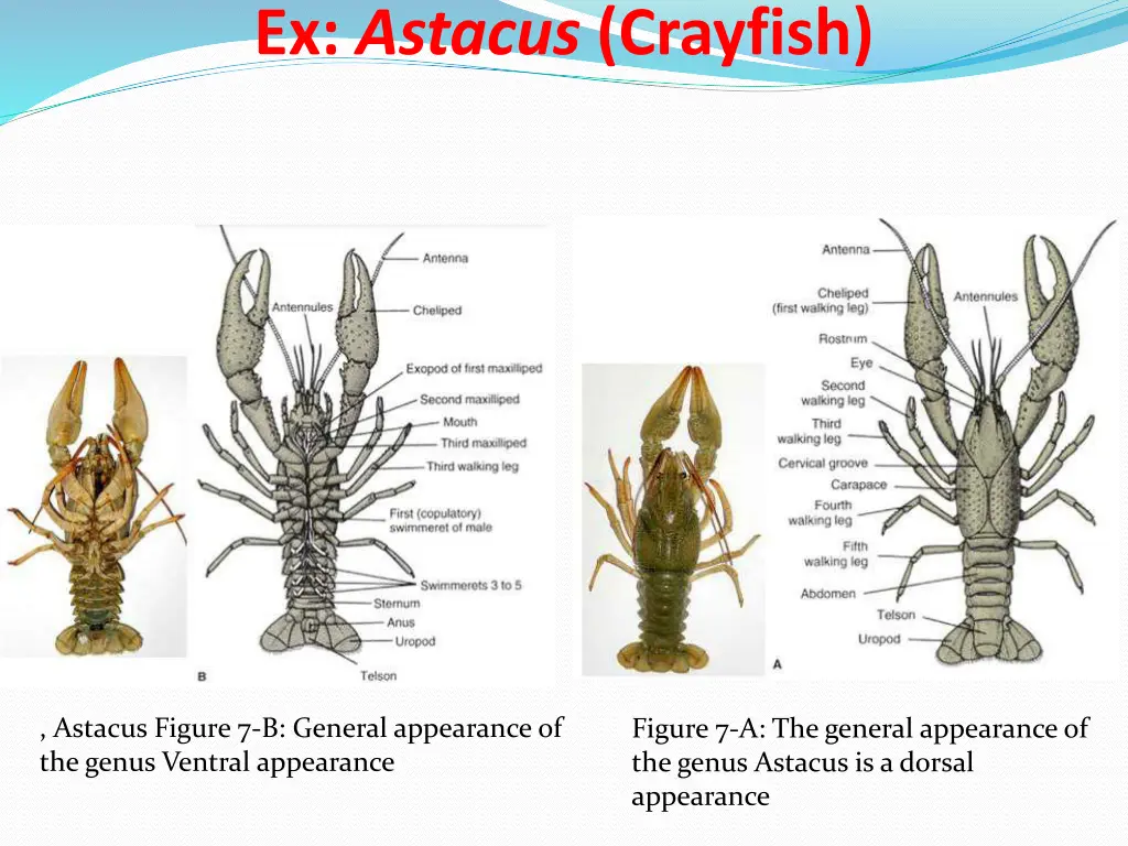 ex astacus crayfish