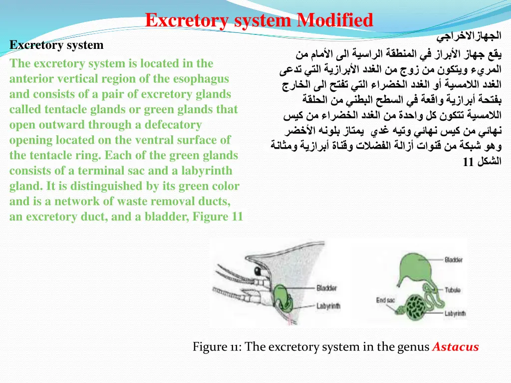 excretory system modified