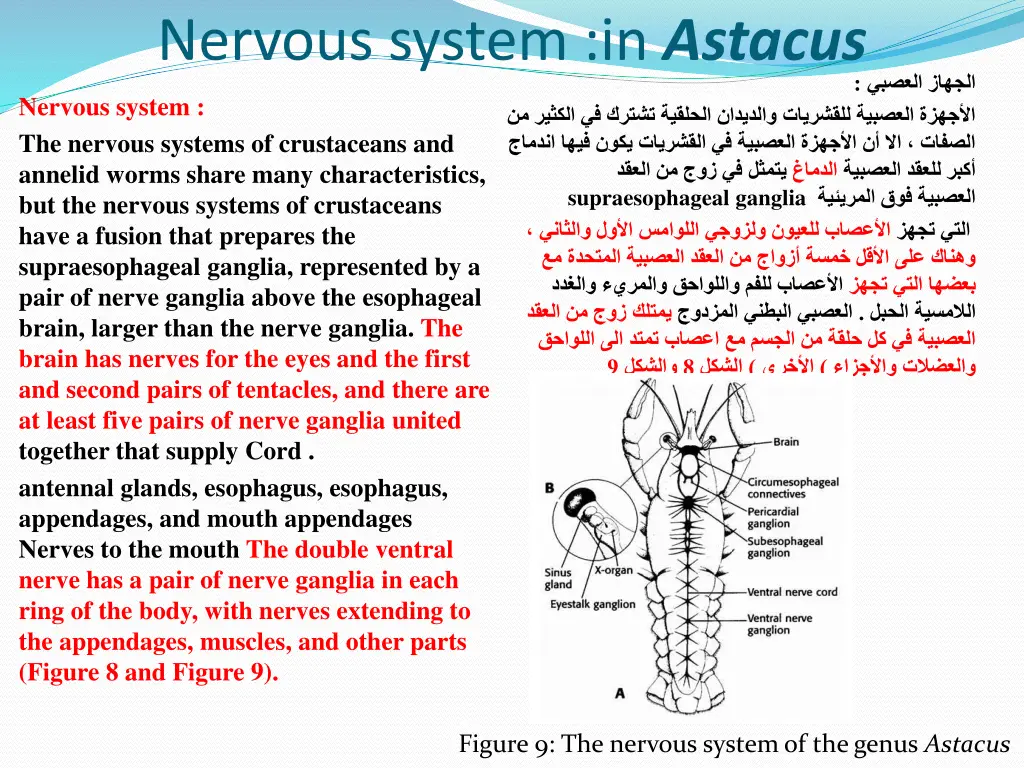 nervous system in astacus