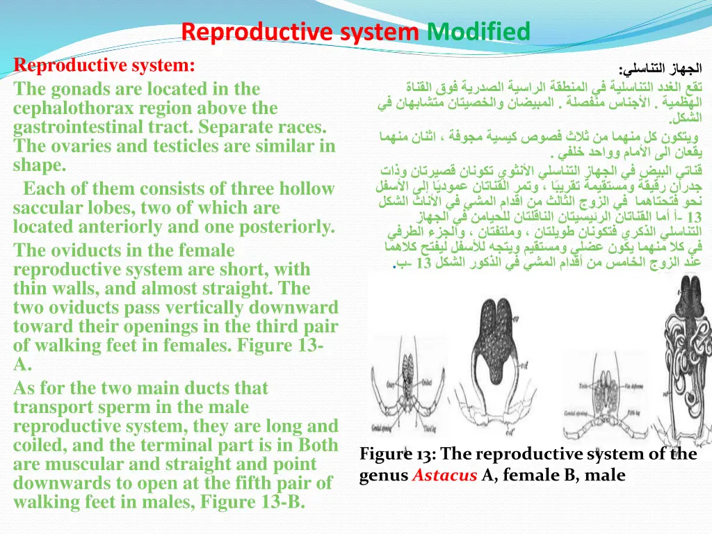 reproductive system modified reproductive system