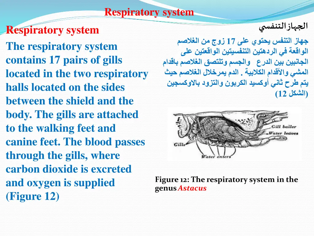 respiratory system