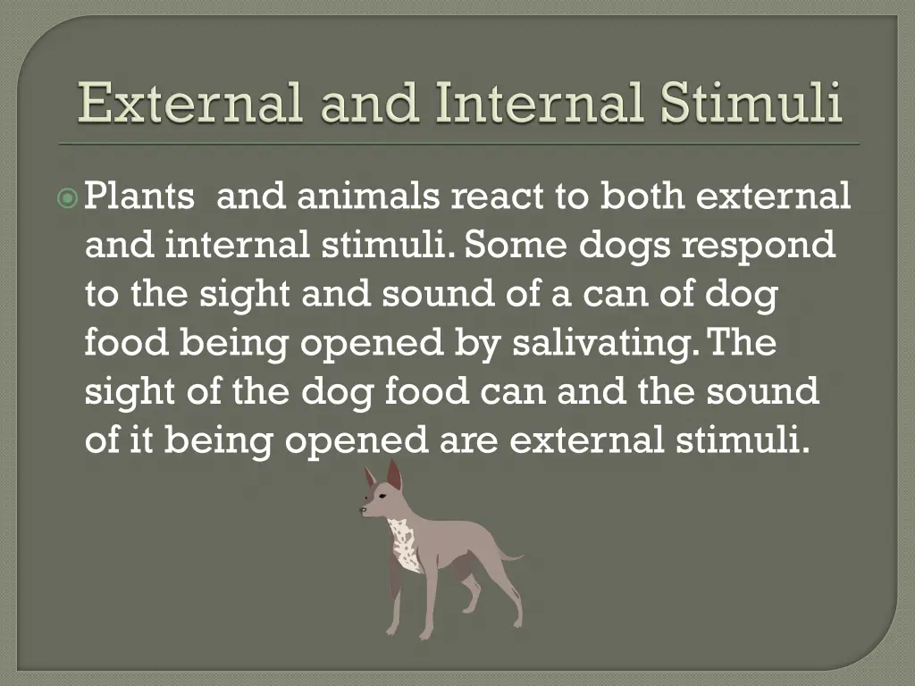 plants and animals react to both external