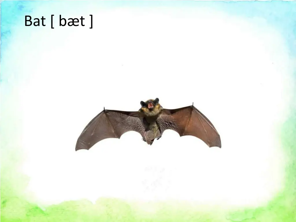 bat b t