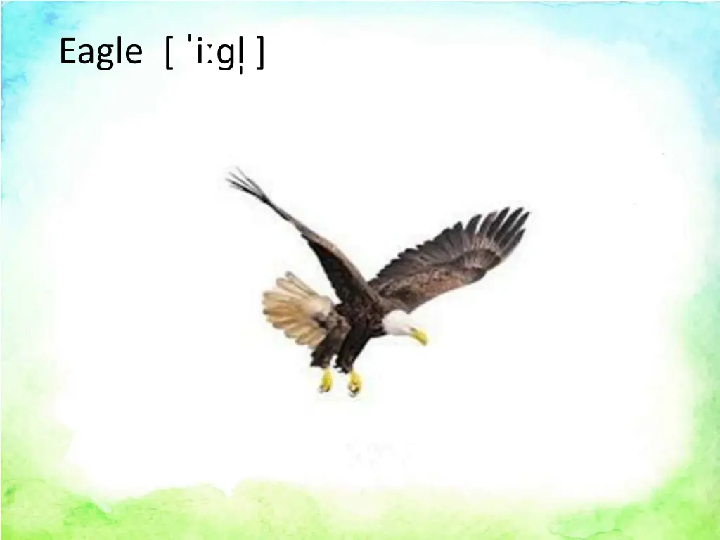 eagle i l