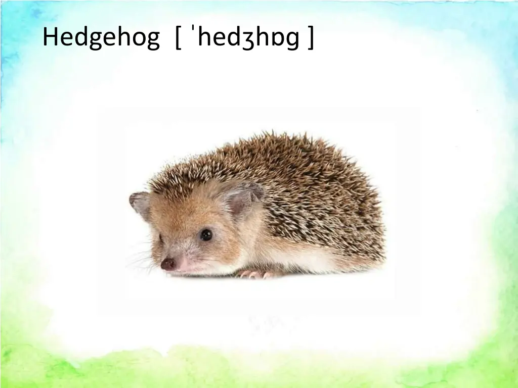 hedgehog hed h