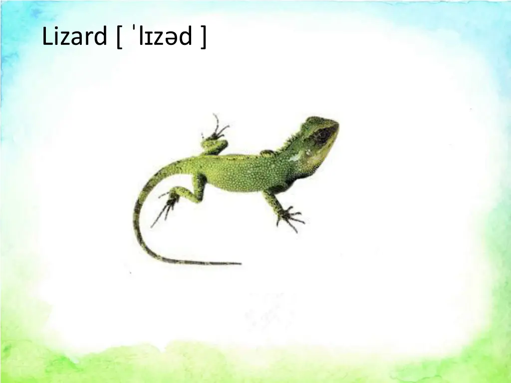 lizard l z d