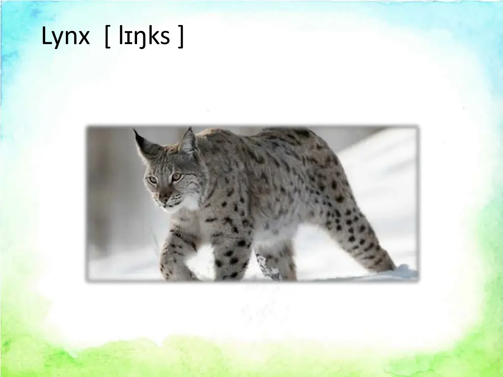 lynx l ks