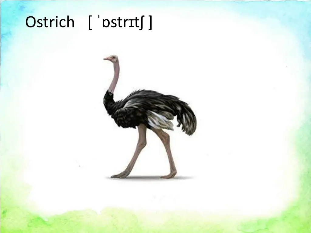 ostrich str t