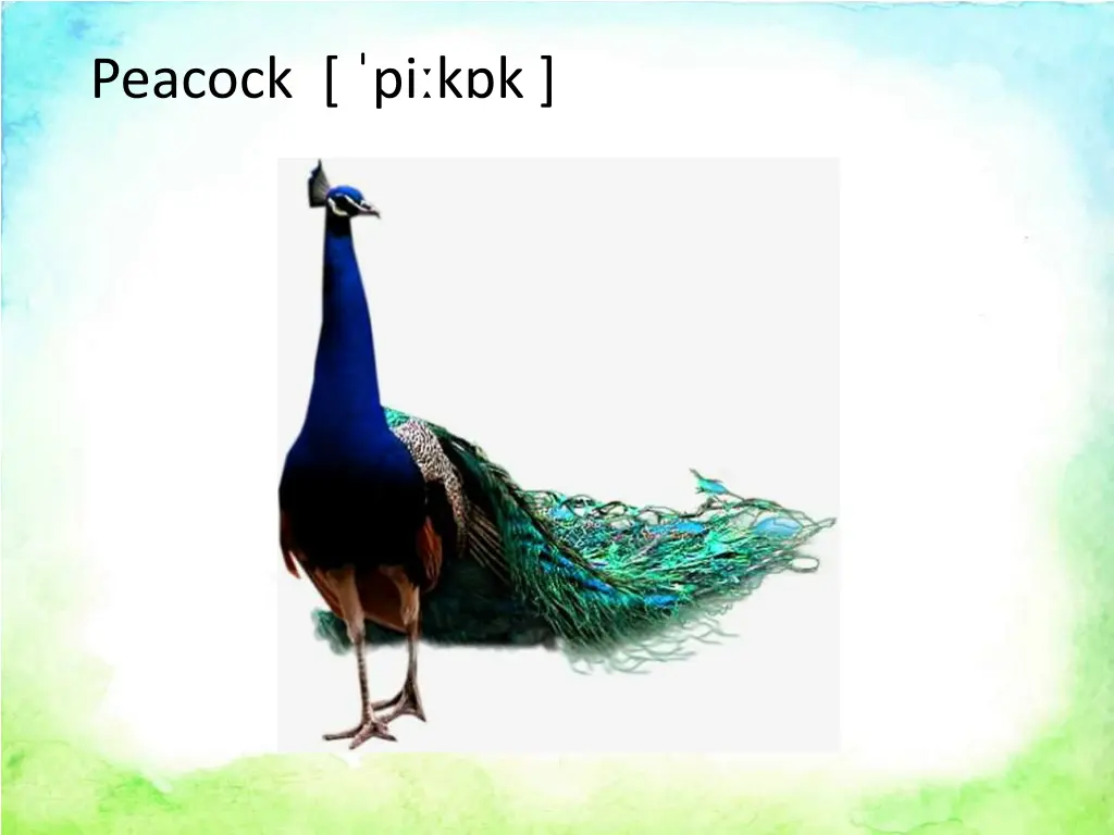 peacock pi k k