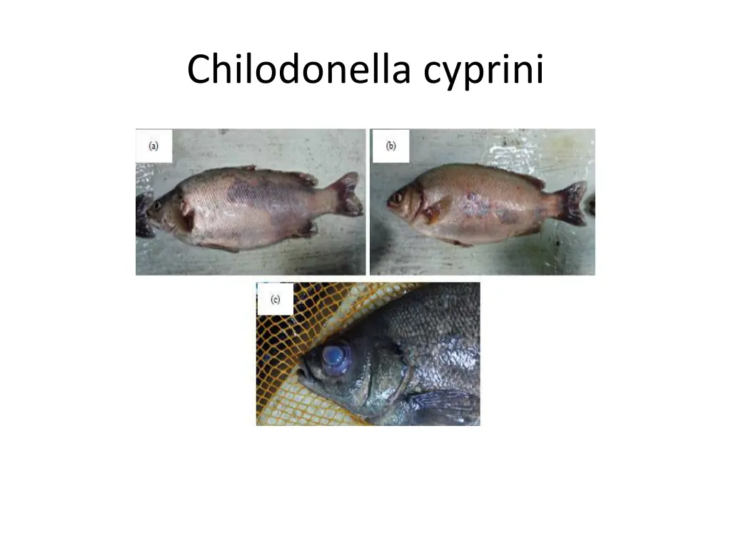 chilodonella cyprini