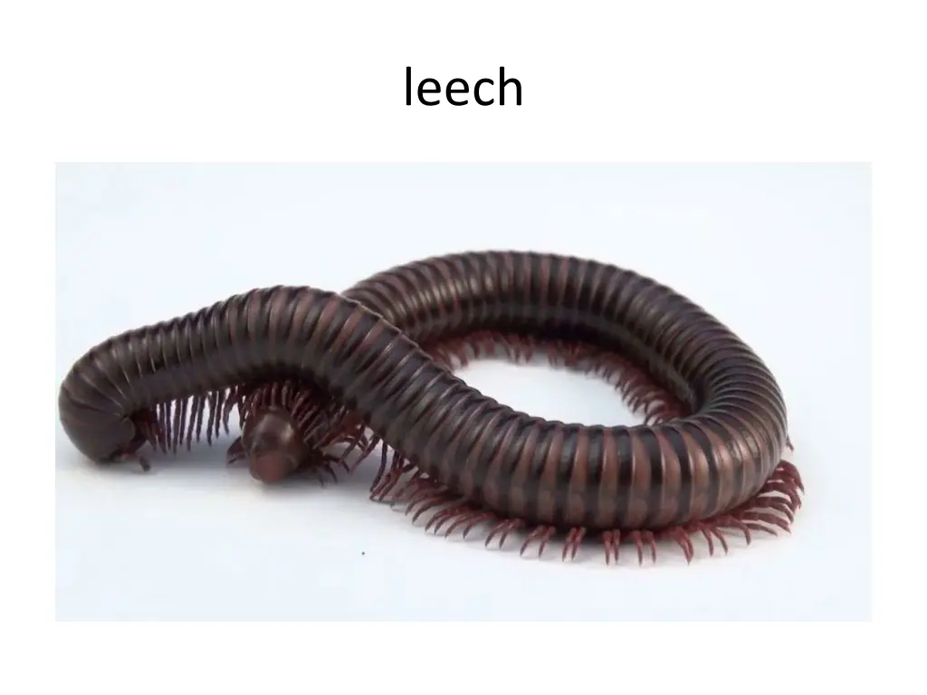leech 1