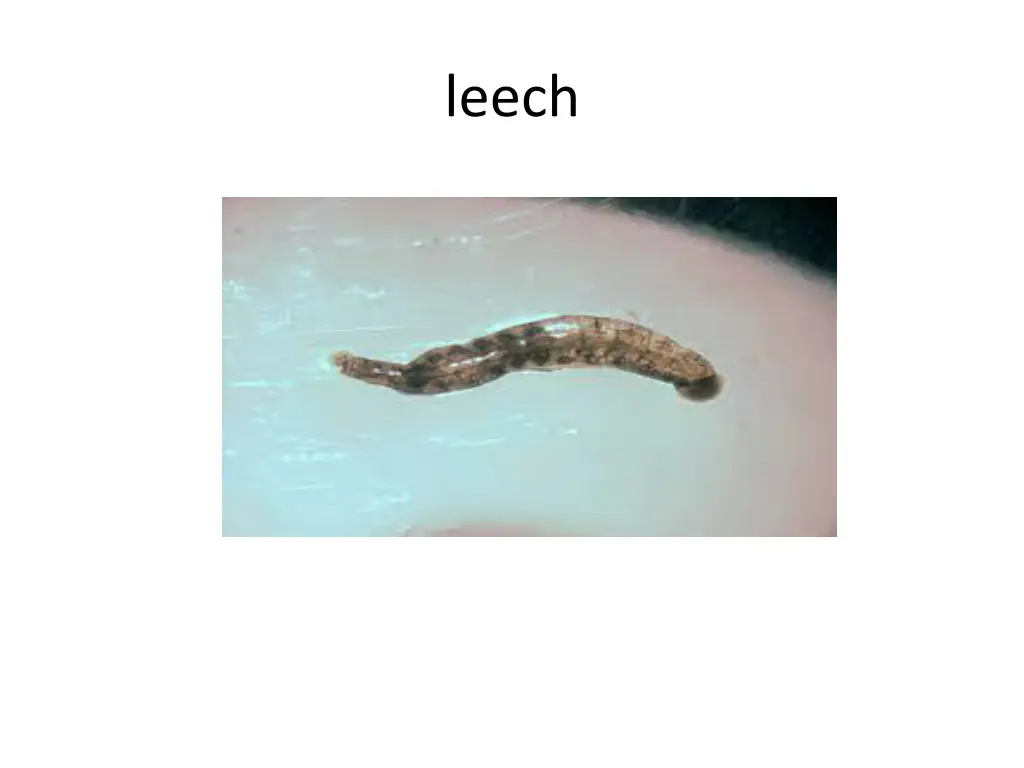 leech