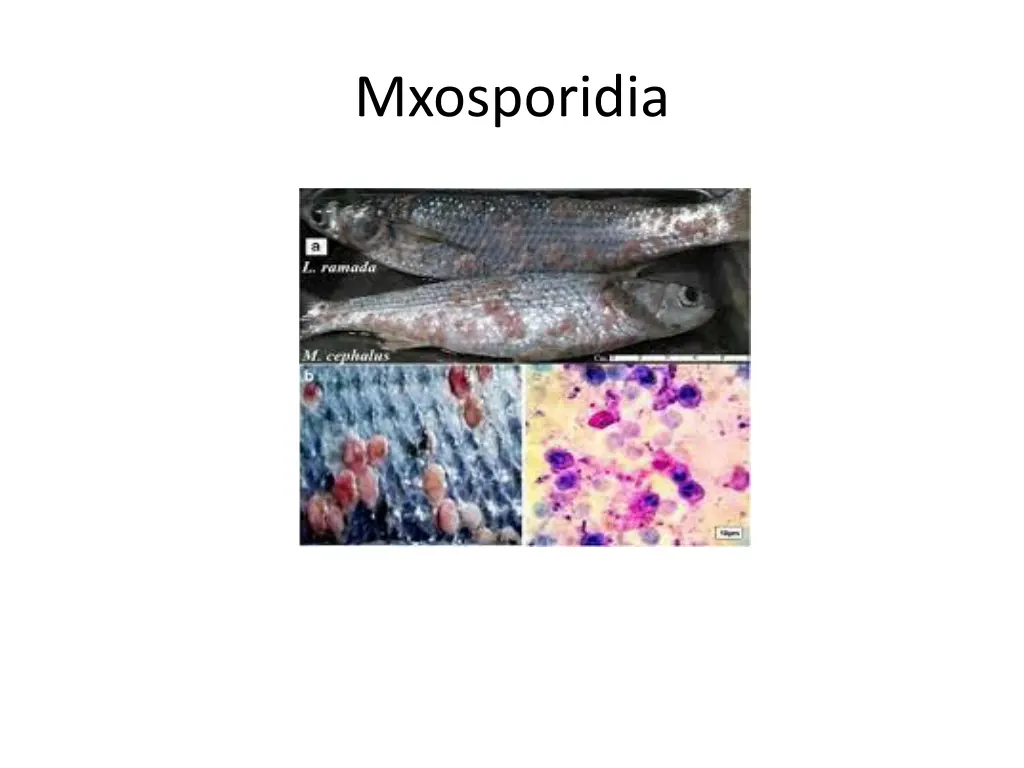 mxosporidia