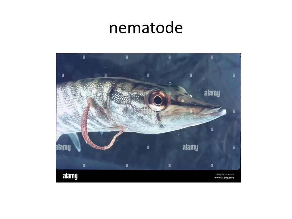 nematode