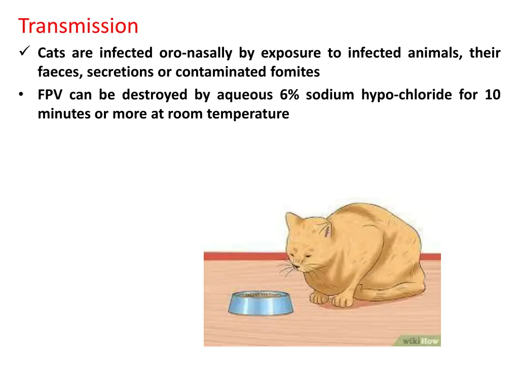 transmission cats are infected oro nasally