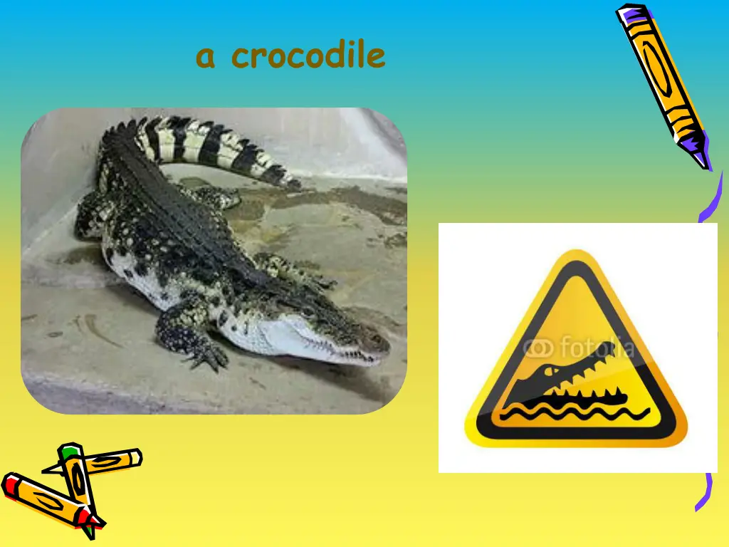 a cro odile