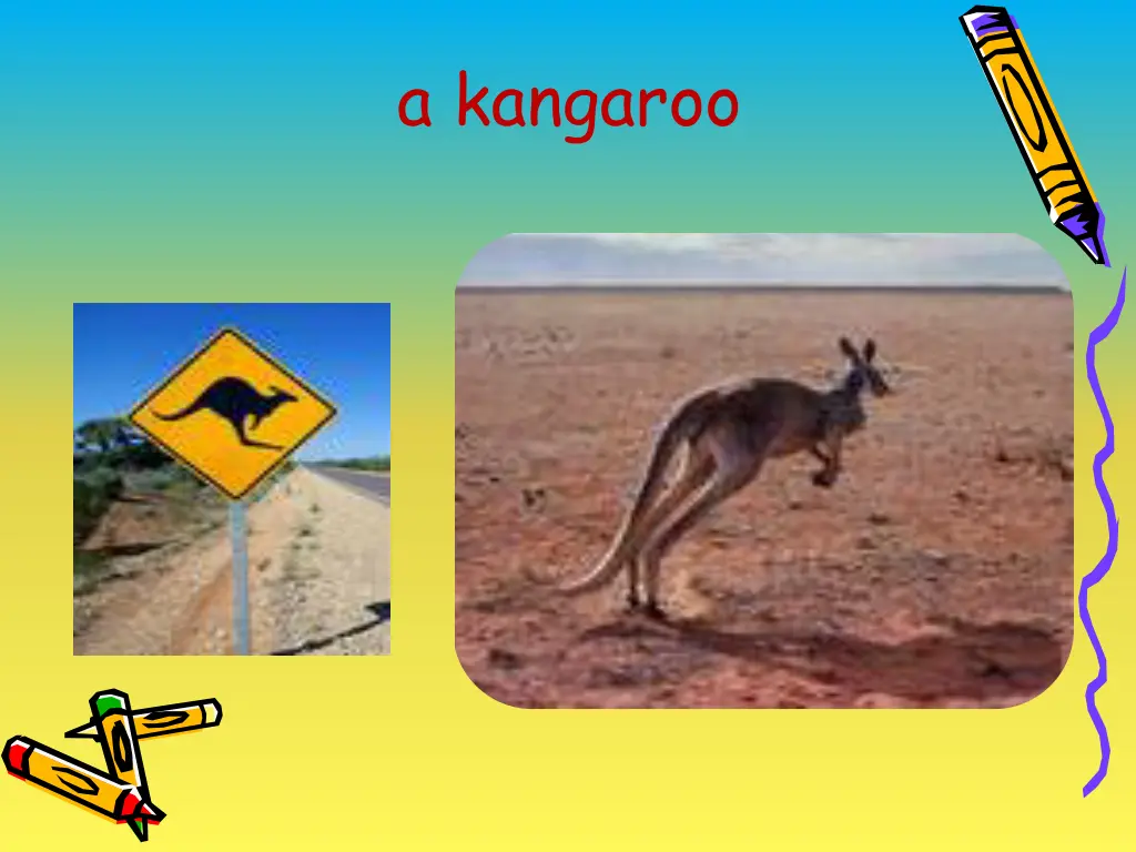 a kangaroo