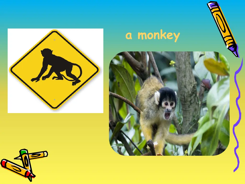 a monkey