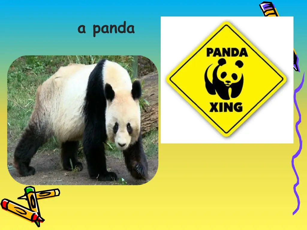 a panda